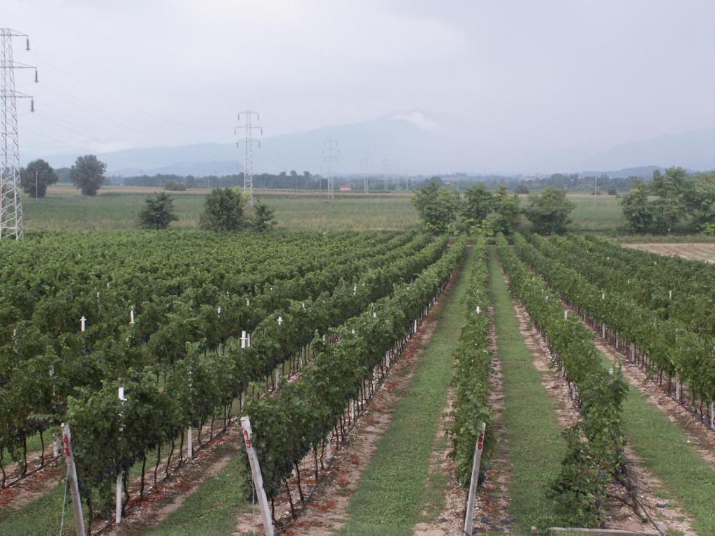 Agriturismo Colombarola Sona Ngoại thất bức ảnh