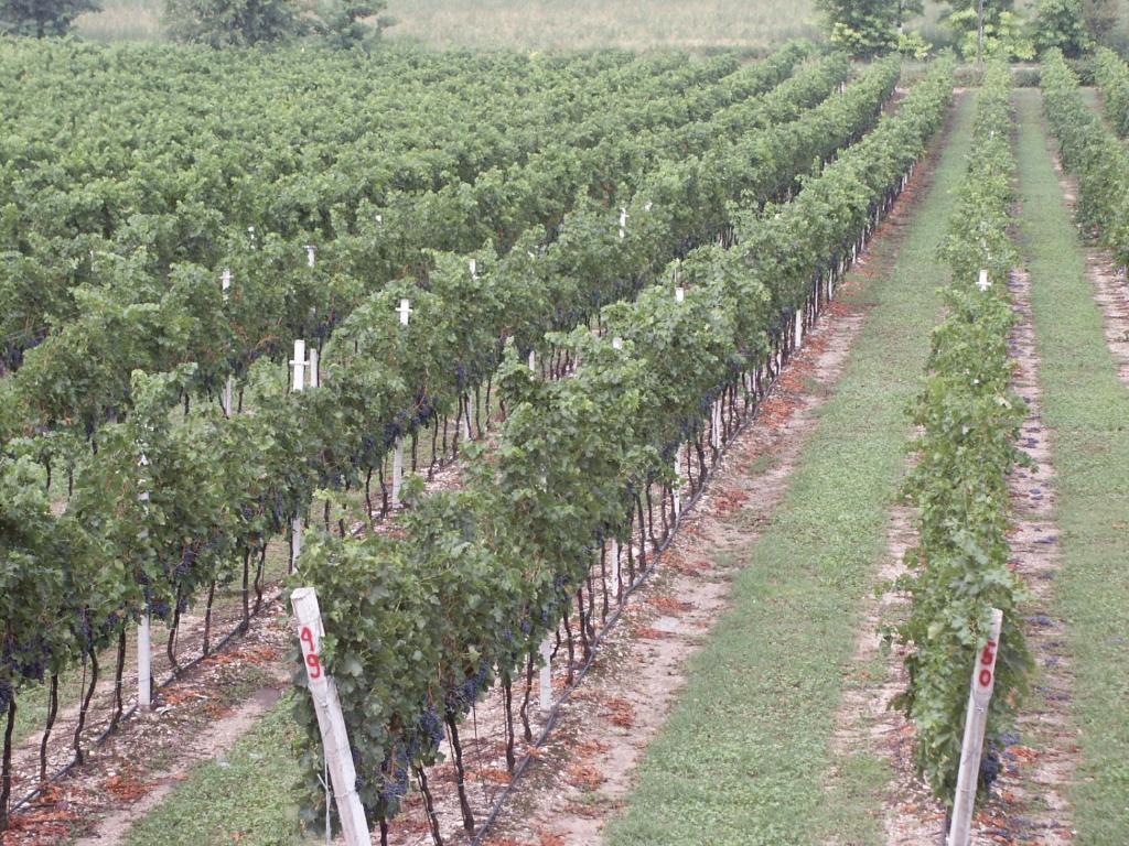 Agriturismo Colombarola Sona Ngoại thất bức ảnh